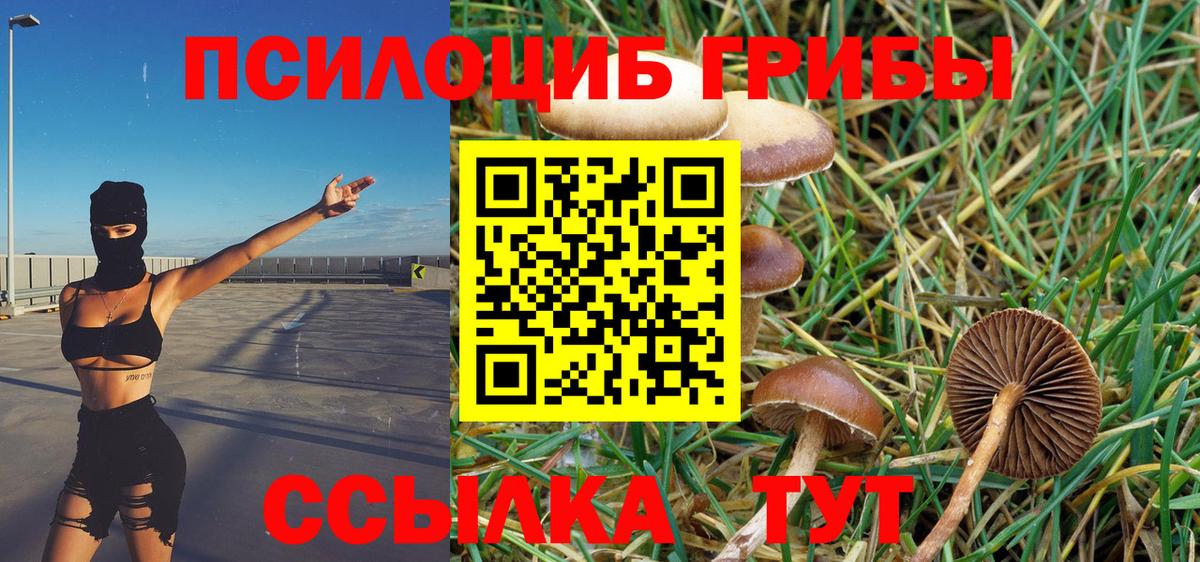 Галлюциногенные грибы Psilocybine cubensis Кировск